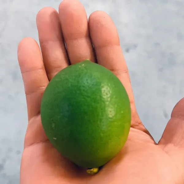 新北市農會真情食品館_雷檬泰-生鮮檸檬(20-25顆/5斤)★產銷履歷