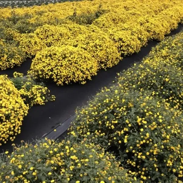 新北市農會真情食品館_天菊農場-天菊花加枸杞茶包(2.4g x12袋)