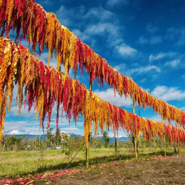 新北市農會真情食品館_山海經脈-紅藜好棒棒(14gx12支)