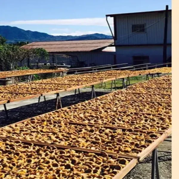 新北市農會真情食品館_玉山-愛玉子 (23g/包)(單包)