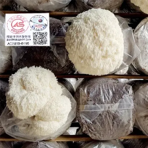 新北市農會真情食品館_有機新鮮猴頭菇(300g x6盒)