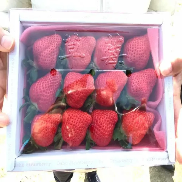 新北市農會真情食品館_天藍果園-大湖草莓(15顆X2盒)