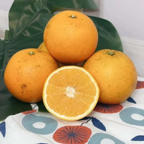 新北市農會真情食品館_老樟樹香丁(晚崙西亞橙)10斤