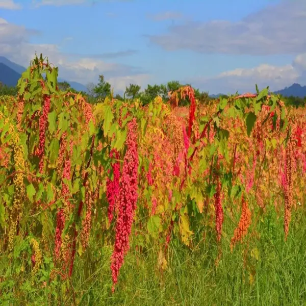 新北市農會真情食品館_山海經脈-台東紅藜蔬果發酵液(360ml/瓶)