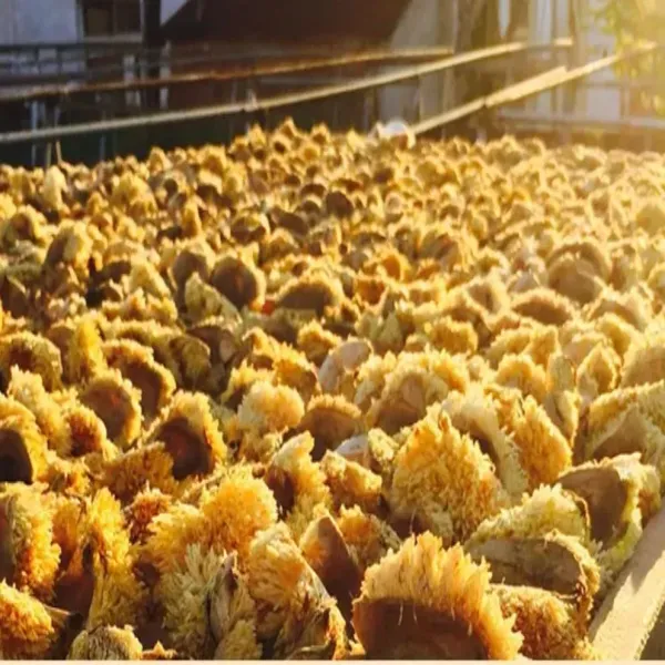 新北市農會真情食品館_玉山-愛玉子 (23g/包)(單包)