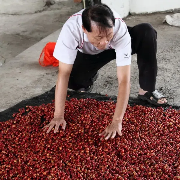 新北市農會真情食品館_有機新丁咖啡豆(225g)