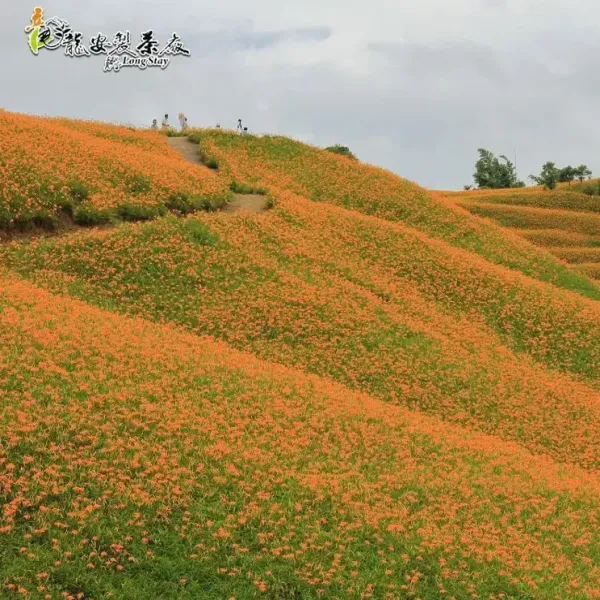 新北市農會真情食品館_產銷履歷-無硫金針(90g)