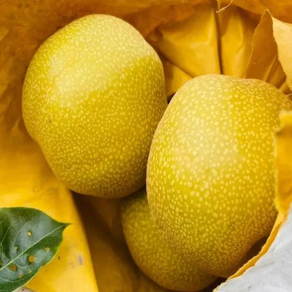 新北市農會真情食品館_卓蘭-褚譽豐水梨4台斤(4台斤/6粒裝)精緻禮盒