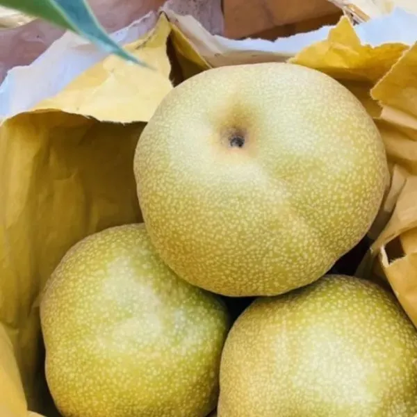 新北市農會真情食品館_卓蘭褚譽-豐水梨(6.5台斤/8粒裝)精緻禮盒