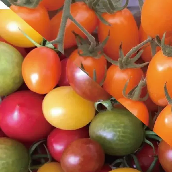 新北市農會真情食品館_享家小蕃茄(晶瑩+彩色)600gX4盒★產銷履歷★