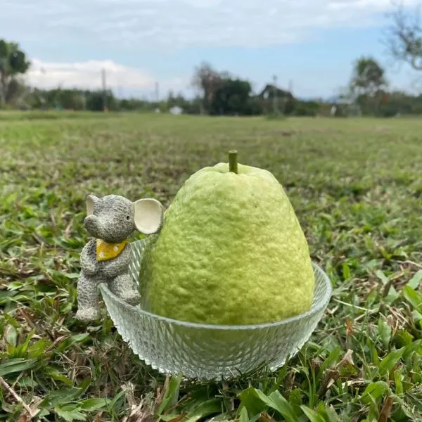 新北市農會真情食品館_【型農‧昇泰有機】有機珍珠芭樂(6台斤)★高雄首選★