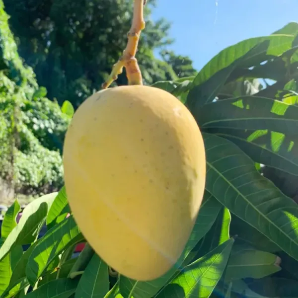 新北市農會真情食品館_金甜蜜果園-【金蜜芒果】(2公斤6-8顆)★百大青農★