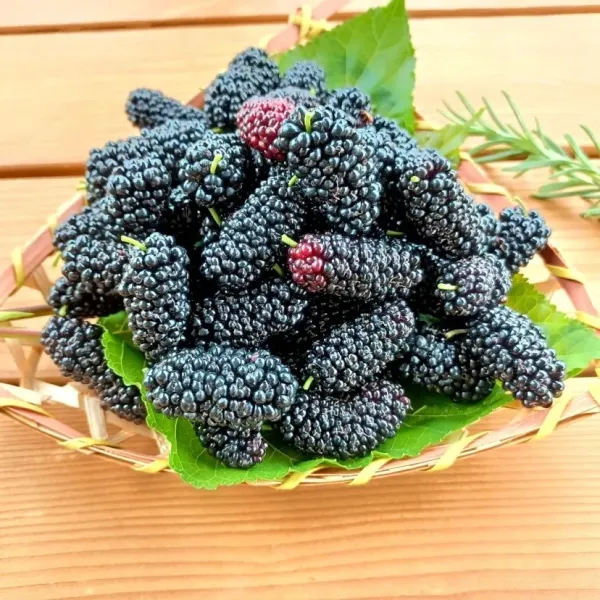 新北市農會真情食品館_新鮮桑椹(4台斤)