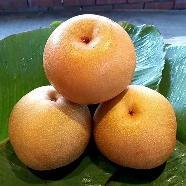 新北市農會真情食品館_竹塘豐水梨10粒(5斤)★產銷履歷★