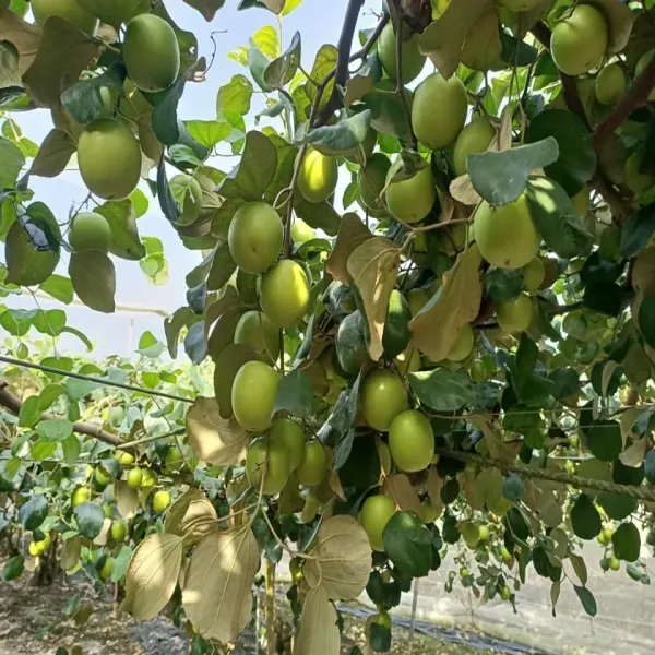 新北市農會真情食品館_棗樂子-產履爆漿蜜棗(5斤2盒)(25-29粒)★產銷履歷★