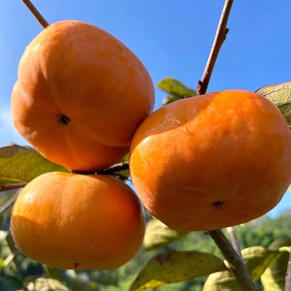 新北市農會真情食品館_【東勢農會】吉利市甜柿(8.5-9.4兩)6粒禮盒