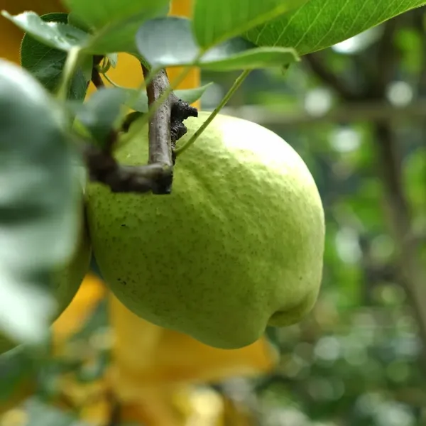 新北市農會真情食品館_梨山馥梨(蘋果梨)(3台斤/8粒)