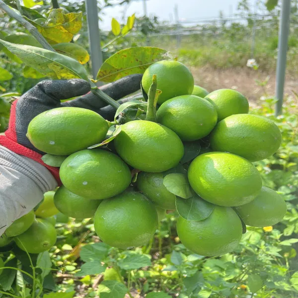 新北市農會真情食品館_雷檬泰-生鮮檸檬(20-25顆/5斤)★產銷履歷