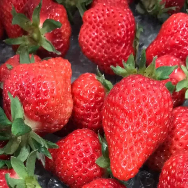 新北市農會真情食品館_天藍果園-大湖草莓(20顆X2盒)