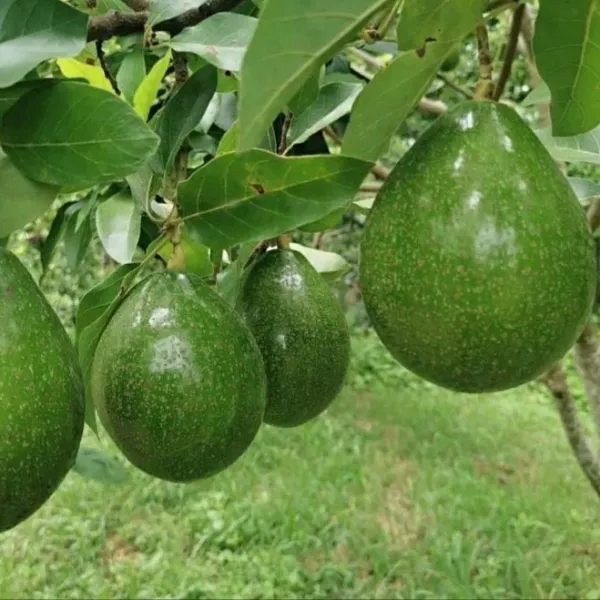 新北市農會真情食品館_屏東青農酪梨(7台斤)★生產追溯★加林及紅心圓混搭