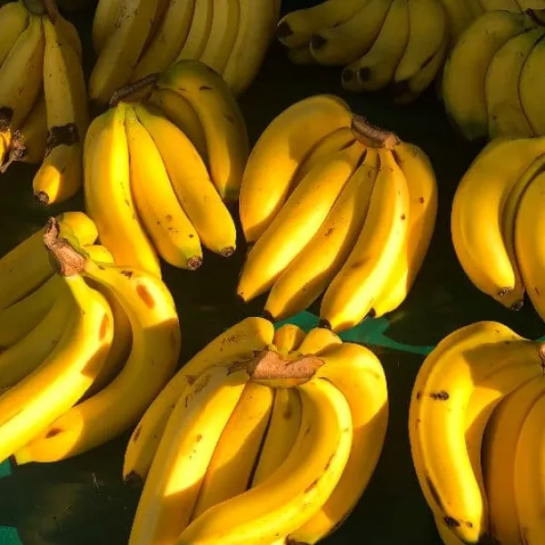 新北市農會真情食品館_頂級集集香蕉8台斤