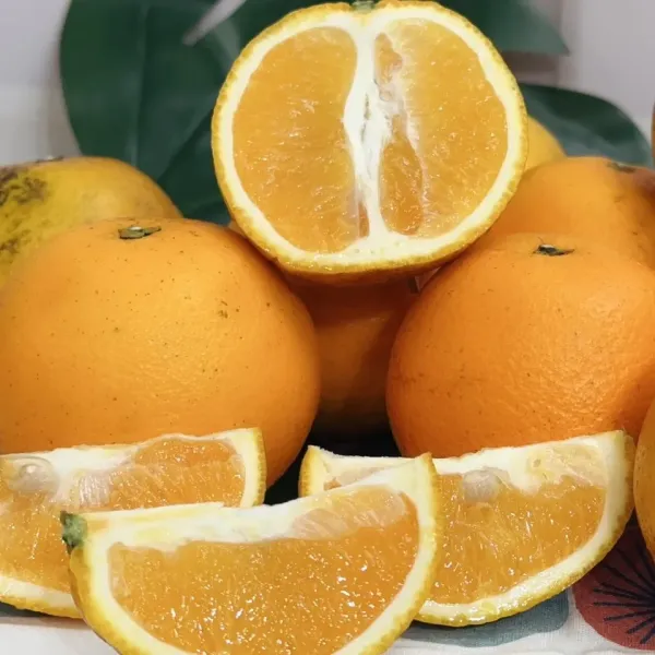 新北市農會真情食品館_老樟樹香丁(晚崙西亞橙)10斤