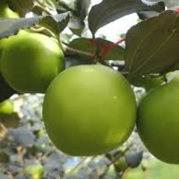 新北市農會真情食品館_(3盒)大社特級珍蜜棗5斤24粒(高雄11號)