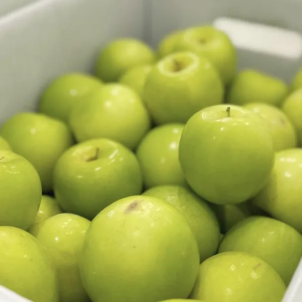 新北市農會真情食品館_(3盒)大社總統級珍蜜棗5斤18粒(高雄11號)