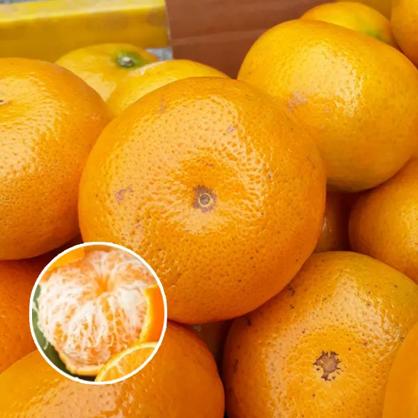 新北市農會真情食品館_(2箱)茂谷柑(27A10斤/23-25粒)★產銷履歷★