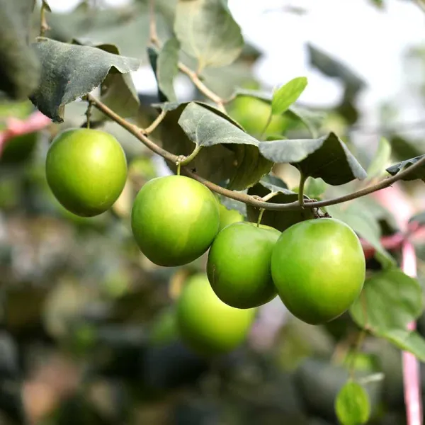 新北市農會真情食品館_大社特級珍愛蜜棗(5斤-24粒)(3盒)