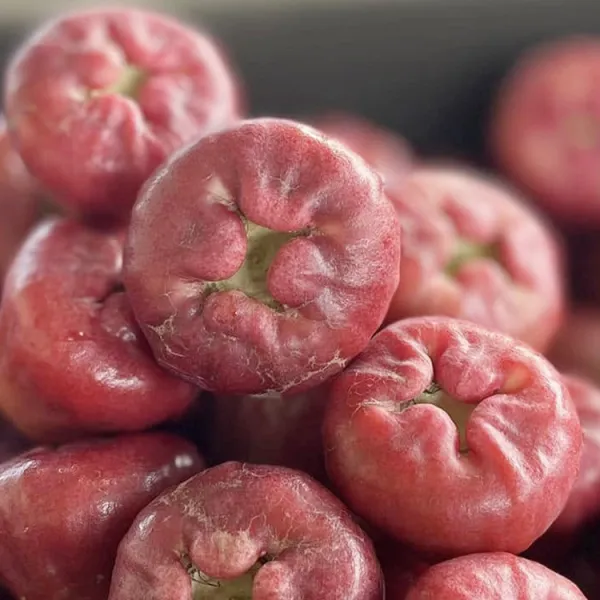 新北市農會真情食品館_芳興莊園-黑珍珠蓮霧禮盒大果(3台斤/18-20顆入)★含運組★產地直送