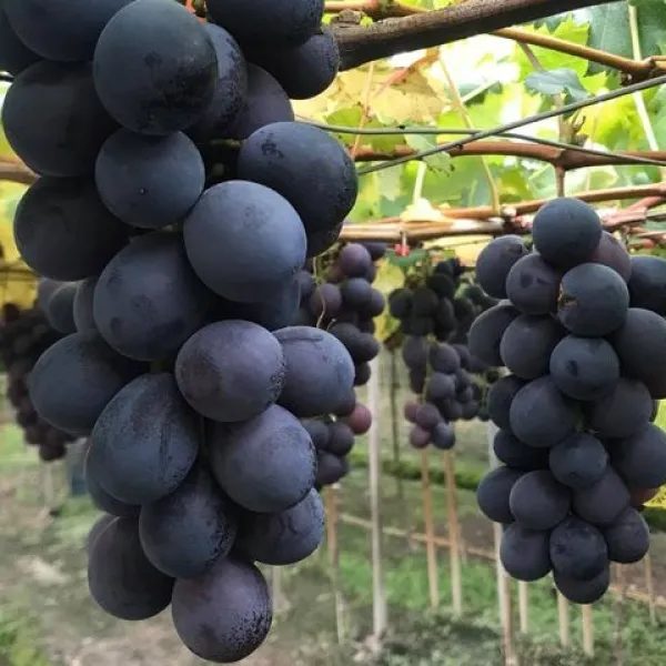 新北市農會真情食品館_古月頂級巨峰葡萄2公斤組★產銷履歷★