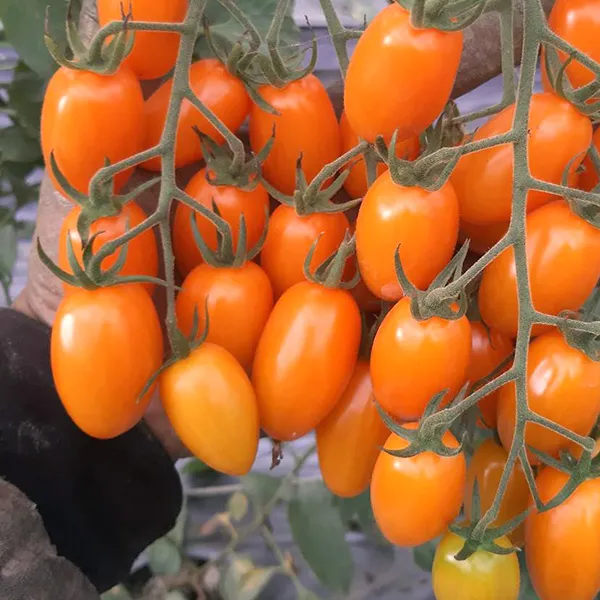 新北市農會真情食品館_美濃澄蜜小蕃茄(600gX4盒)含運組★產銷履歷★