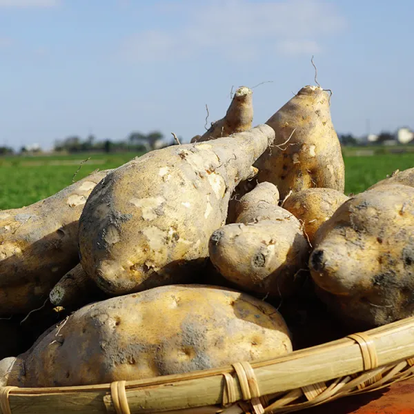 新北市農會真情食品館_李大哥-台農57號地瓜(10斤)